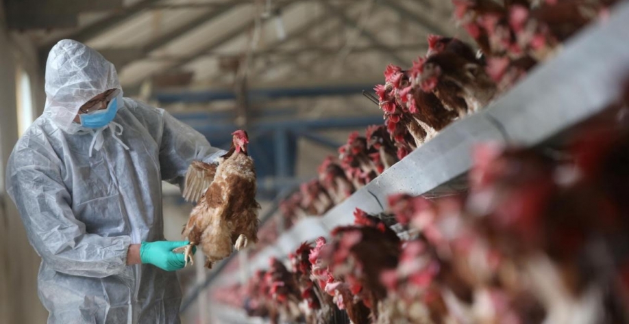 Legenda: O rebanho no condado de Pottawattamie, que não estava sendo criado para produção comercial, será abatido para evitar a propagação da doença, disse Iowa (Imagem: REUTERS/Stringer)