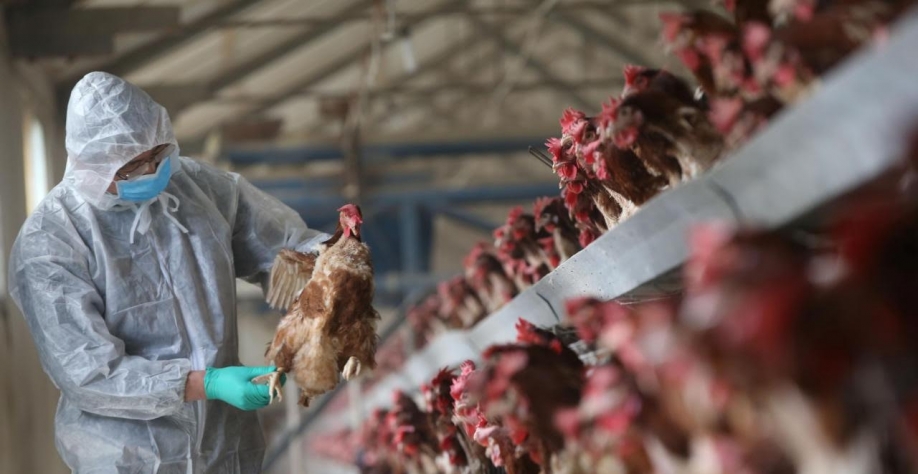 Gripe aviária:França notifica mais 173 casos da cepa HPAI; total é de 1.028 