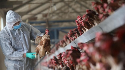 Gripe aviária:França notifica mais 173 casos da cepa HPAI; total é de 1.028 