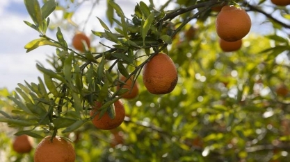 Mudanças climáticas no Brasil podem tornar café e laranja produtos de luxo