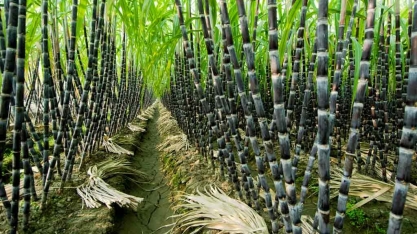 Usinas aguardam melhora na cana para iniciar safra 