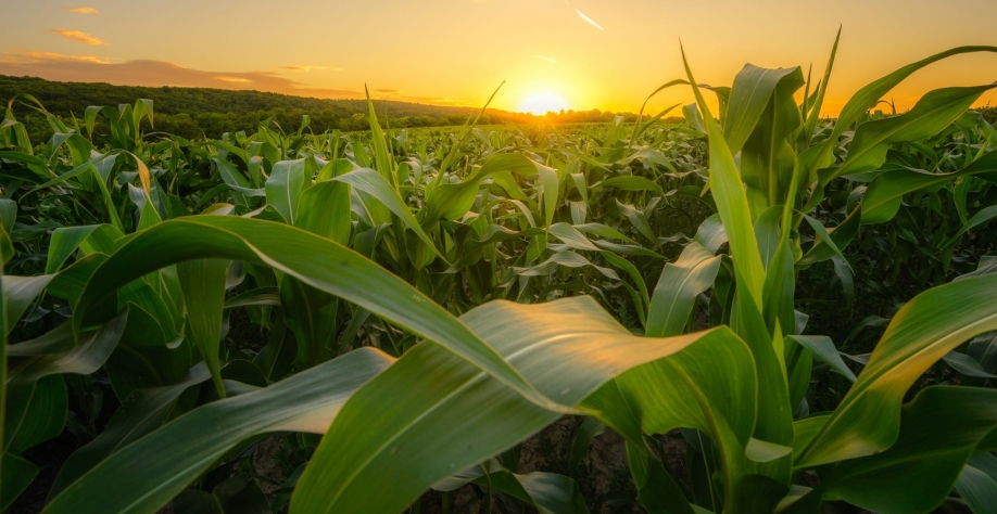Brasil tem potencial para exportar tonelagem recorde de milho em 2022