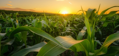 Brasil tem potencial para exportar tonelagem recorde de milho em 2022