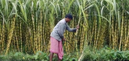  Açúcar/Índia: Estimativa de exportações podem alcançar 7,5 mi de toneladas