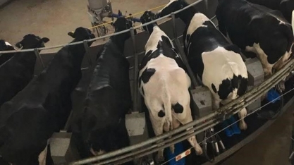 Conheça as 10 maiores fazendas leiteiras do Brasil