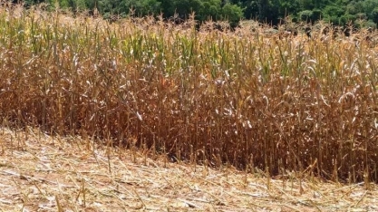 Seca reduz renda agrícola no Sul, e MT avança em participação nas receitas