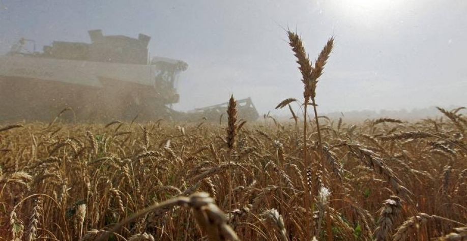 Legenda: Plantação de trigo em Stavropol, na Rússia - Eduard Korniyenko/Reuters