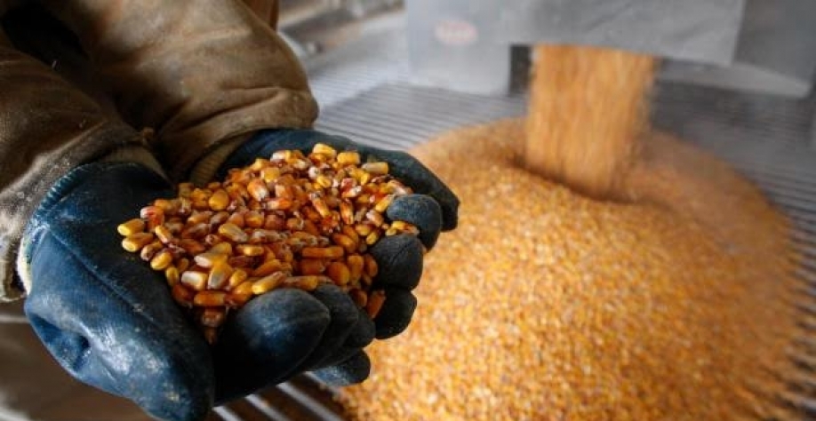 Milho: Agromensal Fevereiro 2022 – Análise Conjuntural Cepea/Esalq USP