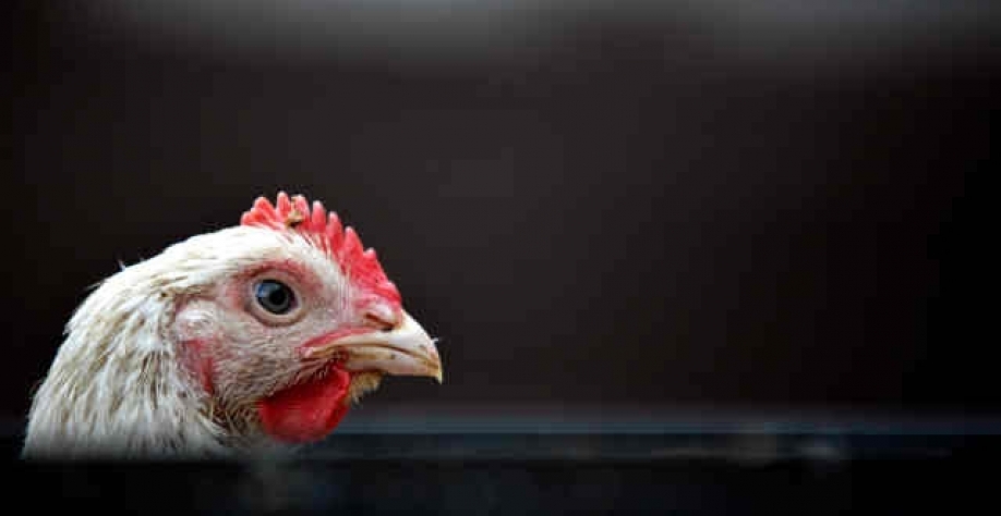 Frango: Agromensal Fevereiro 2022 – Análise Conjuntural Cepea/Esalq USP