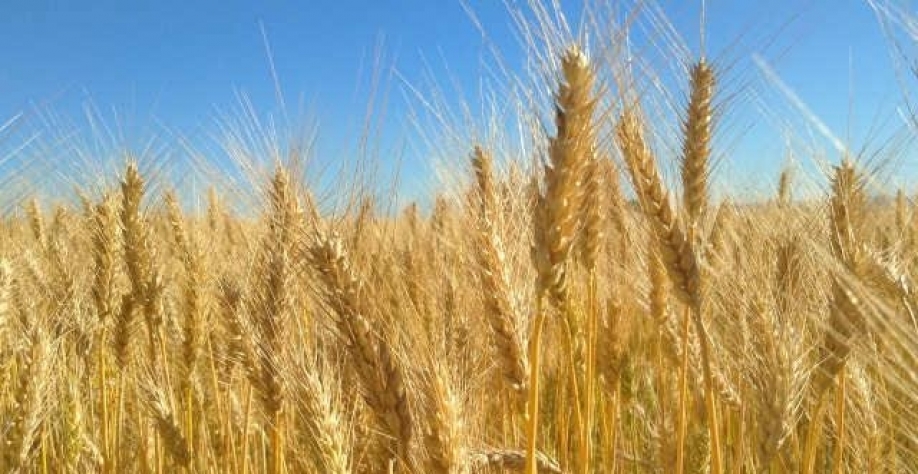 Guerra na Ucrânia vai ampliar produção de trigo do Brasil, avalia Embrapa 