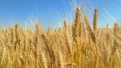 Guerra na Ucrânia vai ampliar produção de trigo do Brasil, avalia Embrapa 