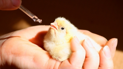 Genética Avícola: Exportação em fevereiro cresce 65,5%, para US$ 13,302 mi