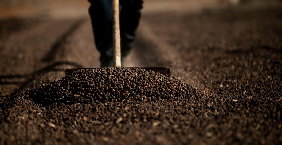 Café: Agromensal Fevereiro 2022 – Análise Conjuntural Cepea/Esalq USP