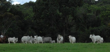 Pecuária vive de recordes, mas informalidade cresce em 2021