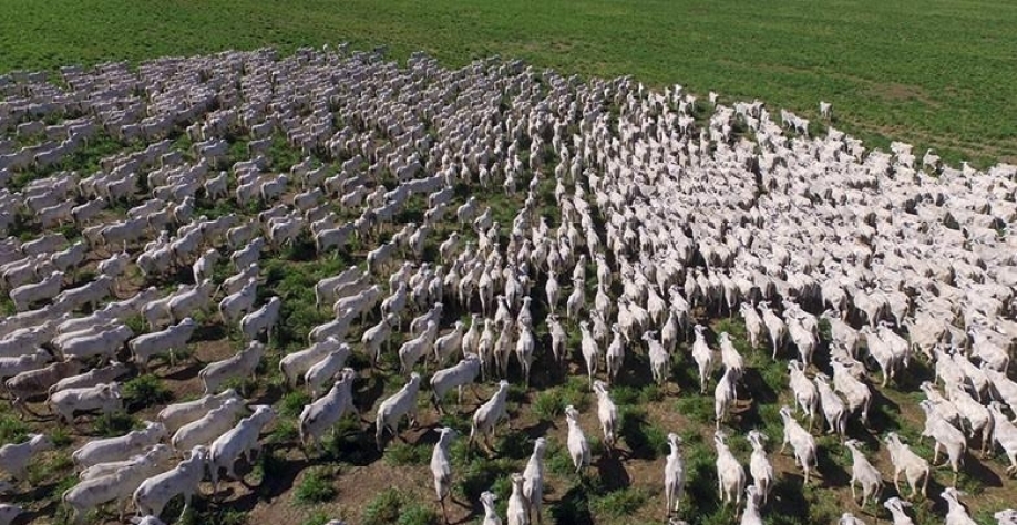 Como a pecuária ajuda a reduzir o metano, um dos gases de efeito estufa