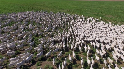 Como a pecuária ajuda a reduzir o metano, um dos gases de efeito estufa