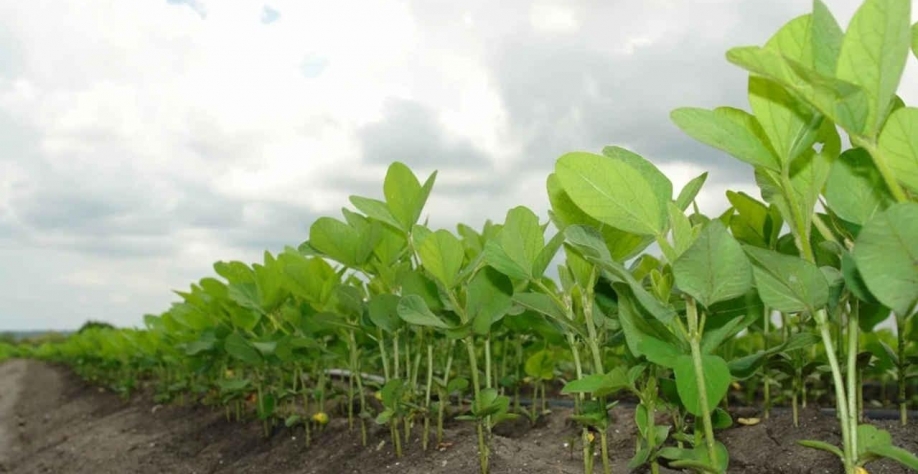 Legenda: Na temporada passada, segundo dados da estatal Conab, o crescimento na área plantada de soja no maior produtor e exportador global da oleaginosa foi de 3,8%, para 40,7 milhões de hectares (Imagem Pixabay jcesar2015)