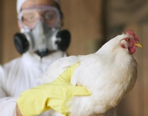 Influenza Aviária/EUA: Vírus é encontrado em plantéis de 5 Estados