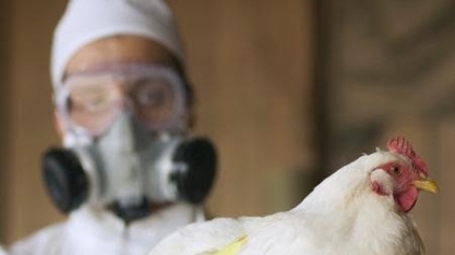Influenza Aviária/EUA: Vírus é encontrado em plantéis de 5 Estados