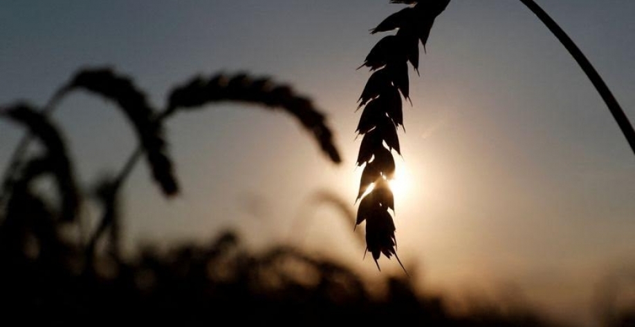 Legenda: Trigo em campo na região de Kiev, na Ucrânia. Foto Reuters/Valentyn Ogirenko