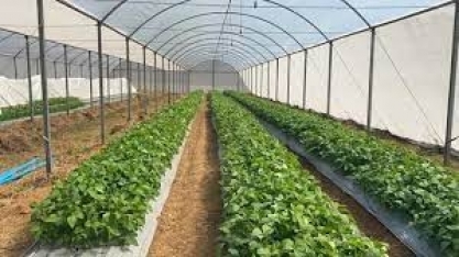 Transplante biológico entre plantas pode melhorar produtividade em 30%