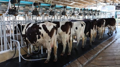 Leite/Cepea: Preço pago ao produtor sobe 3% em março