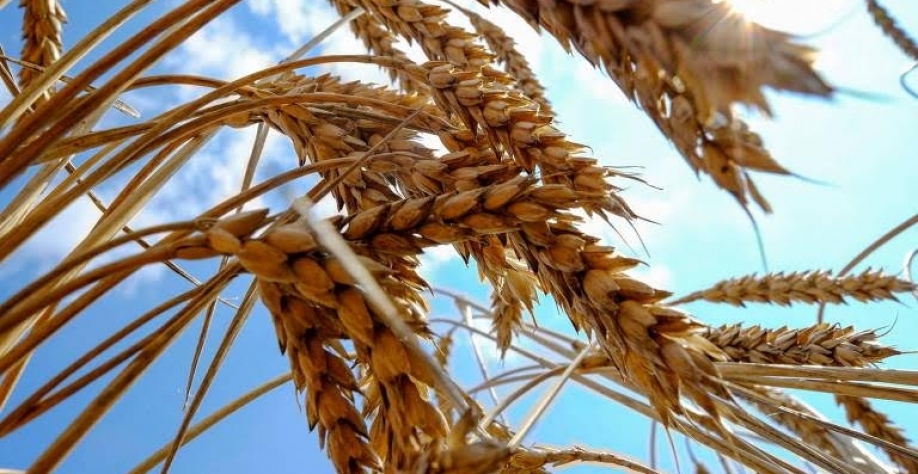 Legenda:Dependência de importações do Brasil passa por fertilizantes, inseticidas e alimentos - Vincent Mundy/Reuters