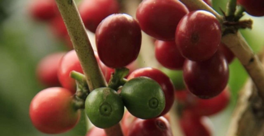 Legenda: Os analistas disseram que as condições climáticas levaram a maiores taxas de poda nas áreas de café do Brasil (Imagem: Pixabay/danramirez)