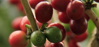 Projeção para nova safra de café cai para 64,5 mi de sacas, diz Rabobank