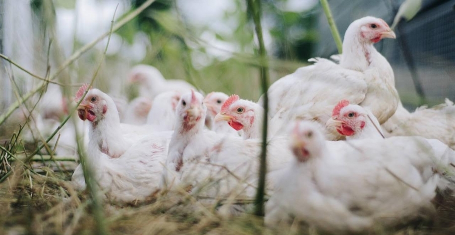 Legenda: No mês de dezembro, a China havia suspendido as importações de carne de frango da unidade da BRF em Marau (Imagem: Pixabay)