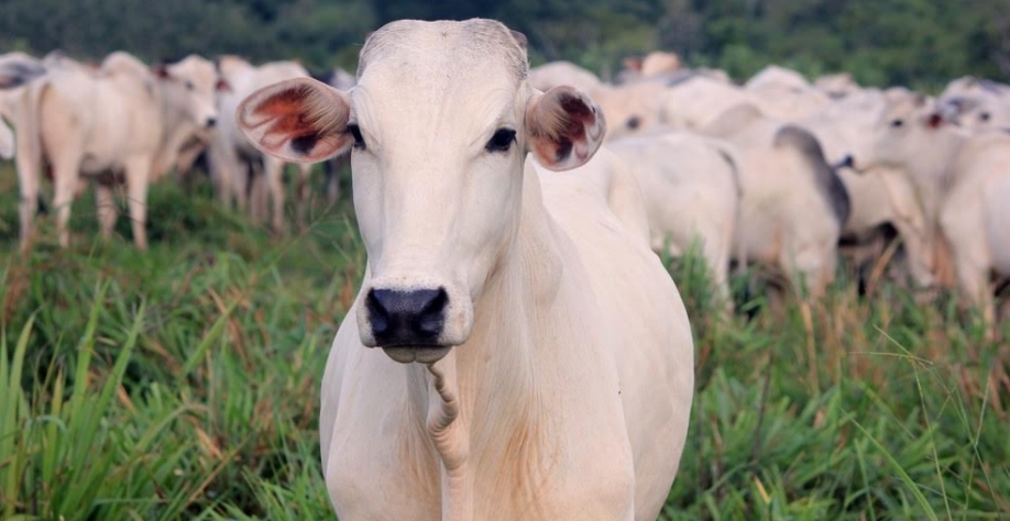 Boi: Agromensal Fevereiro 2022 – Análise Conjuntural Cepea/Esalq USP