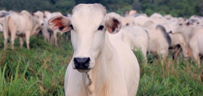 Boi: Agromensal Fevereiro 2022 – Análise Conjuntural Cepea/Esalq USP