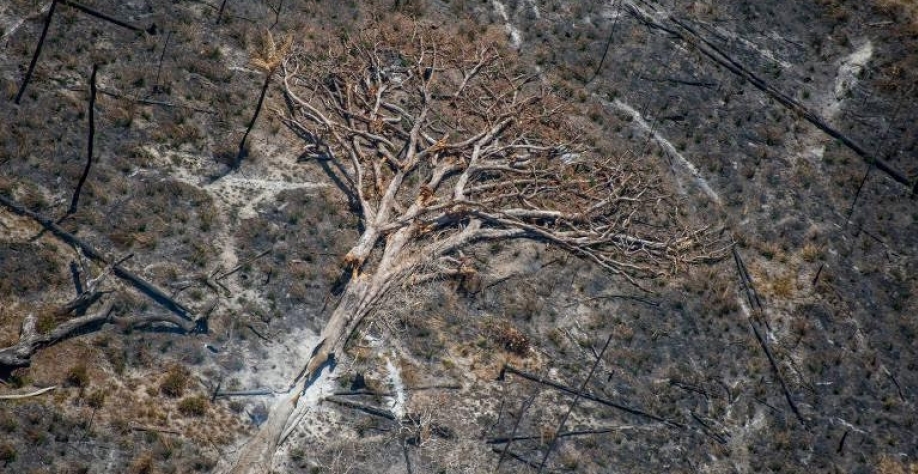 Legenda: Área queimadas na fazenda Bacuri, cerca de um ano depois do 