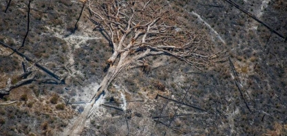 ONGs pedem que UE proíba importações do Brasil vinculadas ao desmatamento