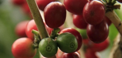 Produção de café deve crescer 8% em 2022/23 para 61 mi de sacas, diz Safras