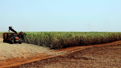 Cana: Safra 2021/22 deve ser de 568,4 mi de t, -13,2% do que safra anterior