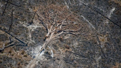 Mudança ampliou risco de prescrição de multas ambientais, admite Ibama