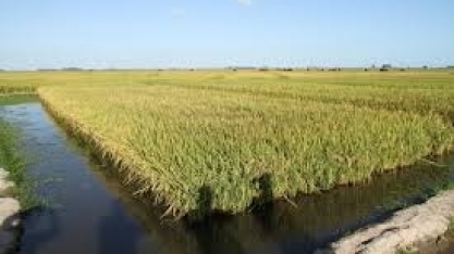 Arroz: Análise Conjuntural Agromensal Março/22 Cepea/Esalq/USP