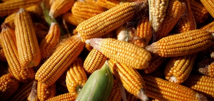 Milho atinge máxima em quase uma década acima de US$ 8/bushel em Chicago