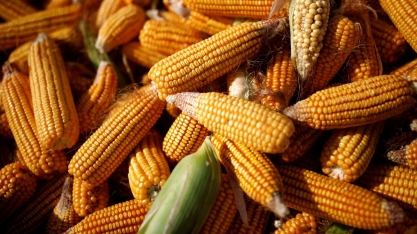 Milho atinge máxima em quase uma década acima de US$ 8/bushel em Chicago