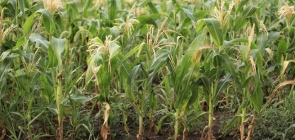 EUA colocam 20 milhões de toneladas de milho a menos no mercado