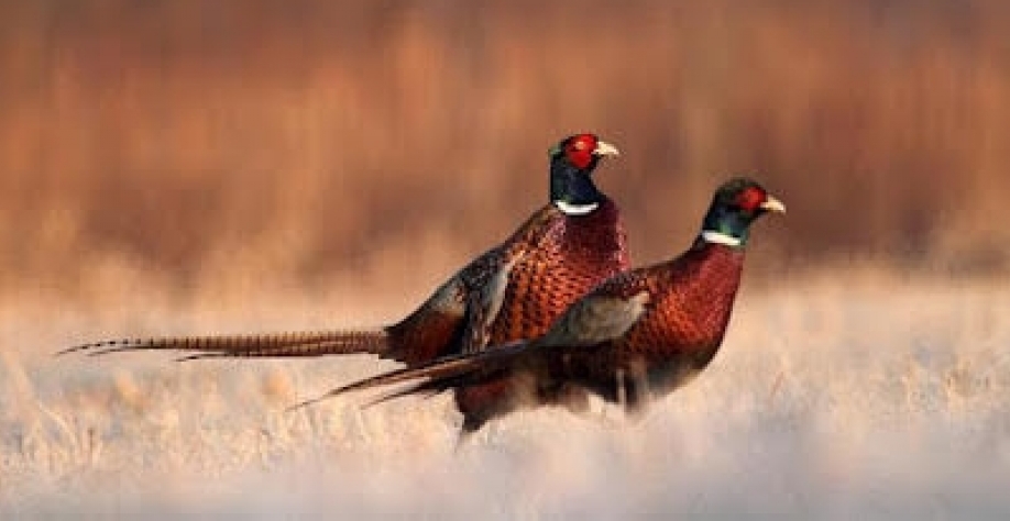 Influenza Aviária/EUA: Vírus é encontrado em plantel de faisões no Texas