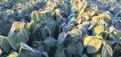 Geadas ameaçam causar mais perdas na soja e milho da Argentina