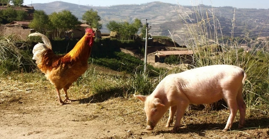 Custo de produção de frango de corte sobe 3,4% em março e de suínos 1,6%