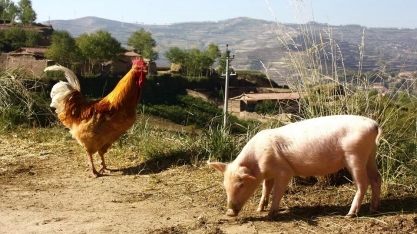 Custo de produção de frango de corte sobe 3,4% em março e de suínos 1,6%