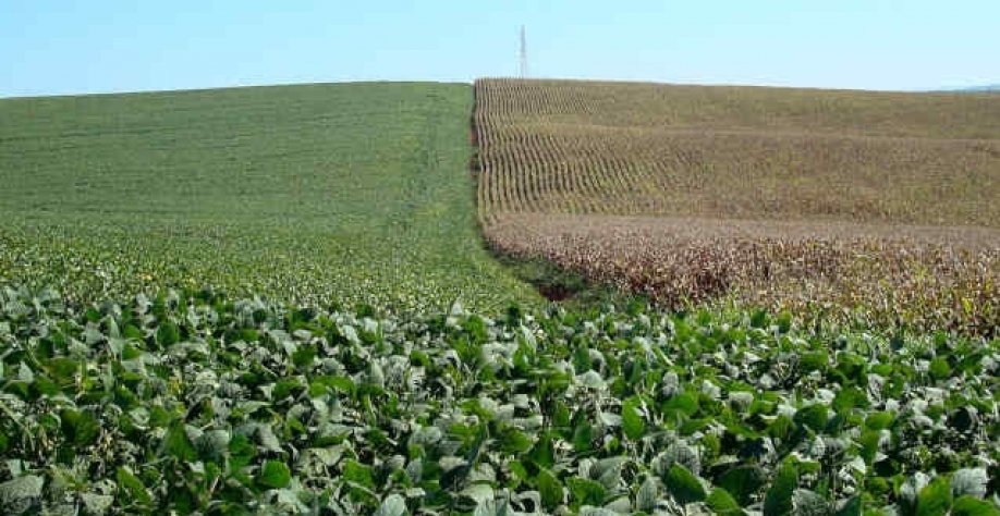 StoneX eleva estimativas de safras de soja e milho do Brasil