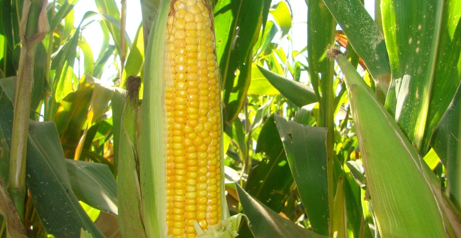 Safras eleva previsão de colheita de milho do Brasil a recorde