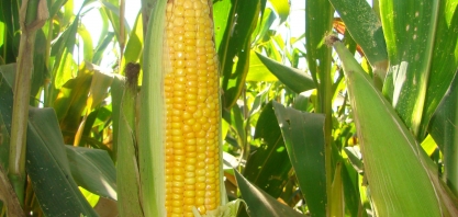 Safras eleva previsão de colheita de milho do Brasil a recorde