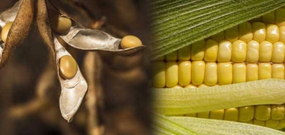 USDA reduz safra de soja do Brasil e eleva previsão para colheita de milho