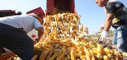 Milho: Brasil deve produzir recorde de 118 mi de t em 2022/23, diz USDA